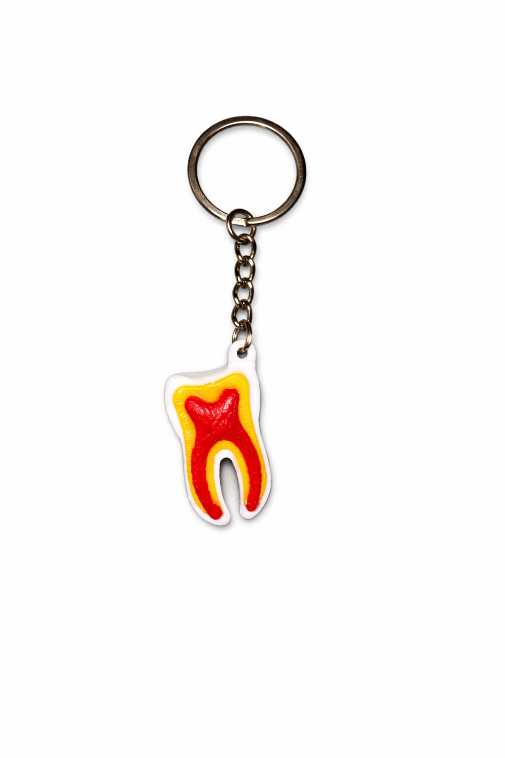 Champion Everlasting Tooth Anatomy Keychain